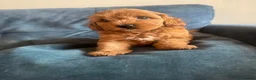 Cockapoo dogs for sale: Home raised, stunning red cockapoo’s  - Advert 6