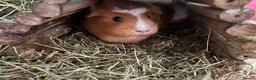 Guinea Pig rodents for sale: Guinea pigs with set up  - Advert 2