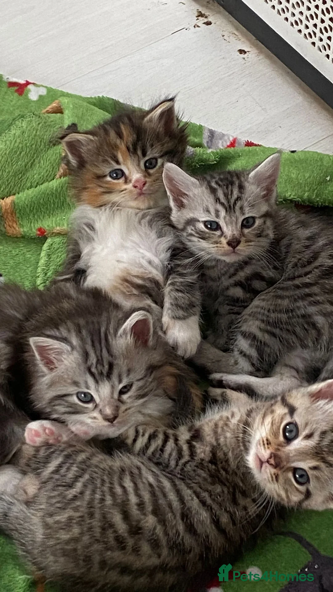 Maine Coon cats for sale: Half maincoone kittens - Advert 2