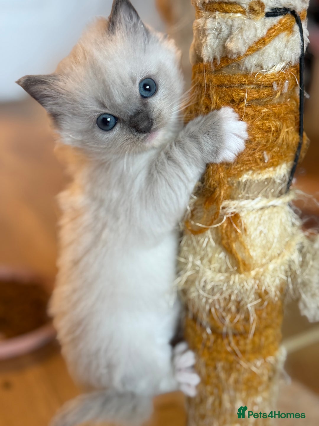 Ragdoll cats for sale: 🐾 Pure Ragdoll Kittens Looking for Loving Homes  - Advert 5