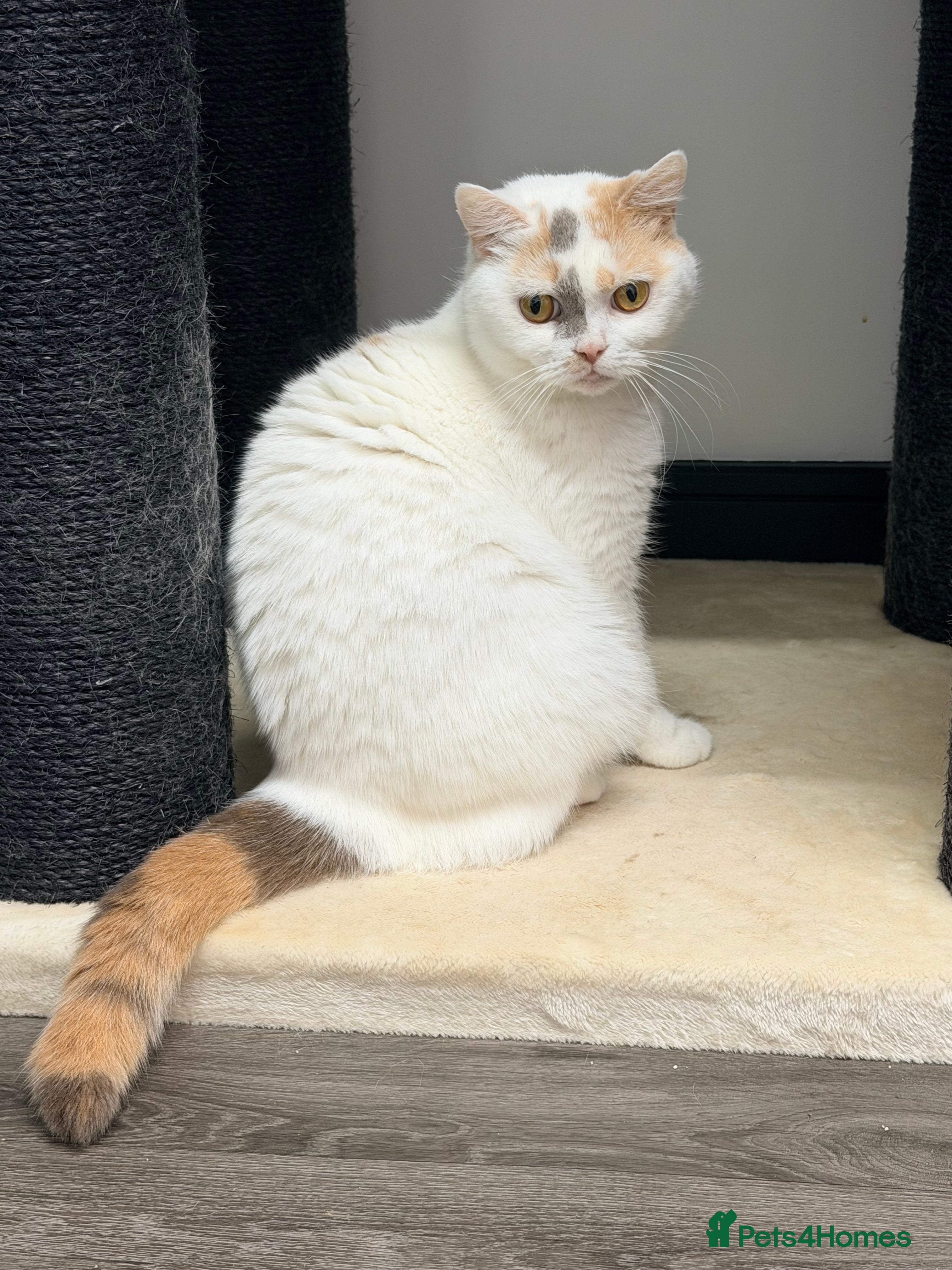 British Shorthair cats British Shorthair Girls Ready for Forever Homes - Advert 12