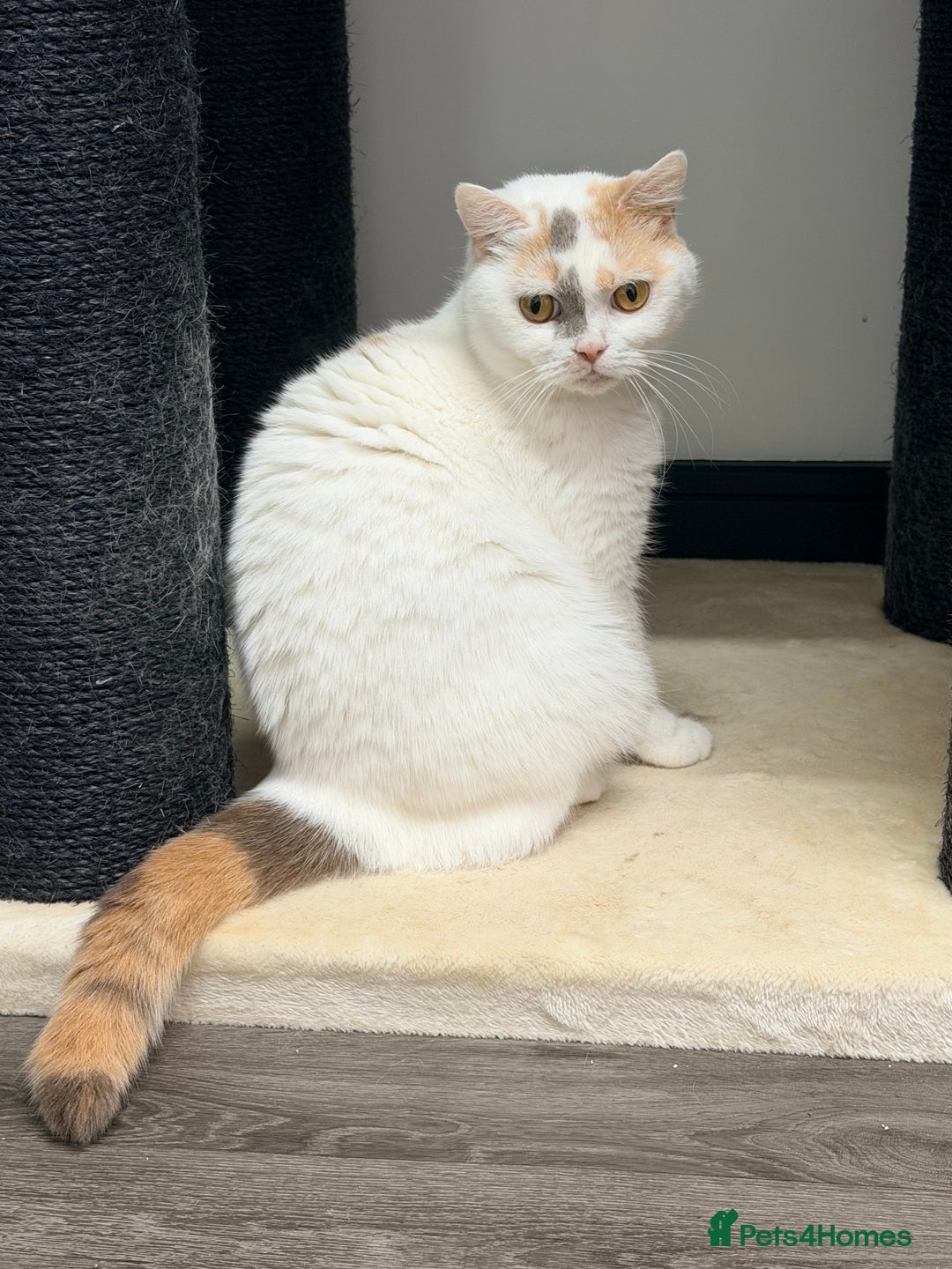 British Shorthair cats for sale: British Shorthair Girls Ready for Forever Homes - Advert 1