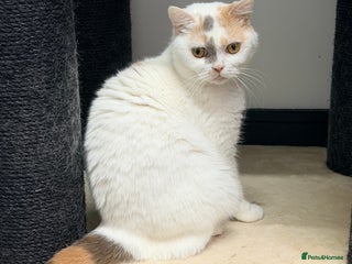 British Shorthair cats British Shorthair Girls Ready for Forever Homes - Advert 9