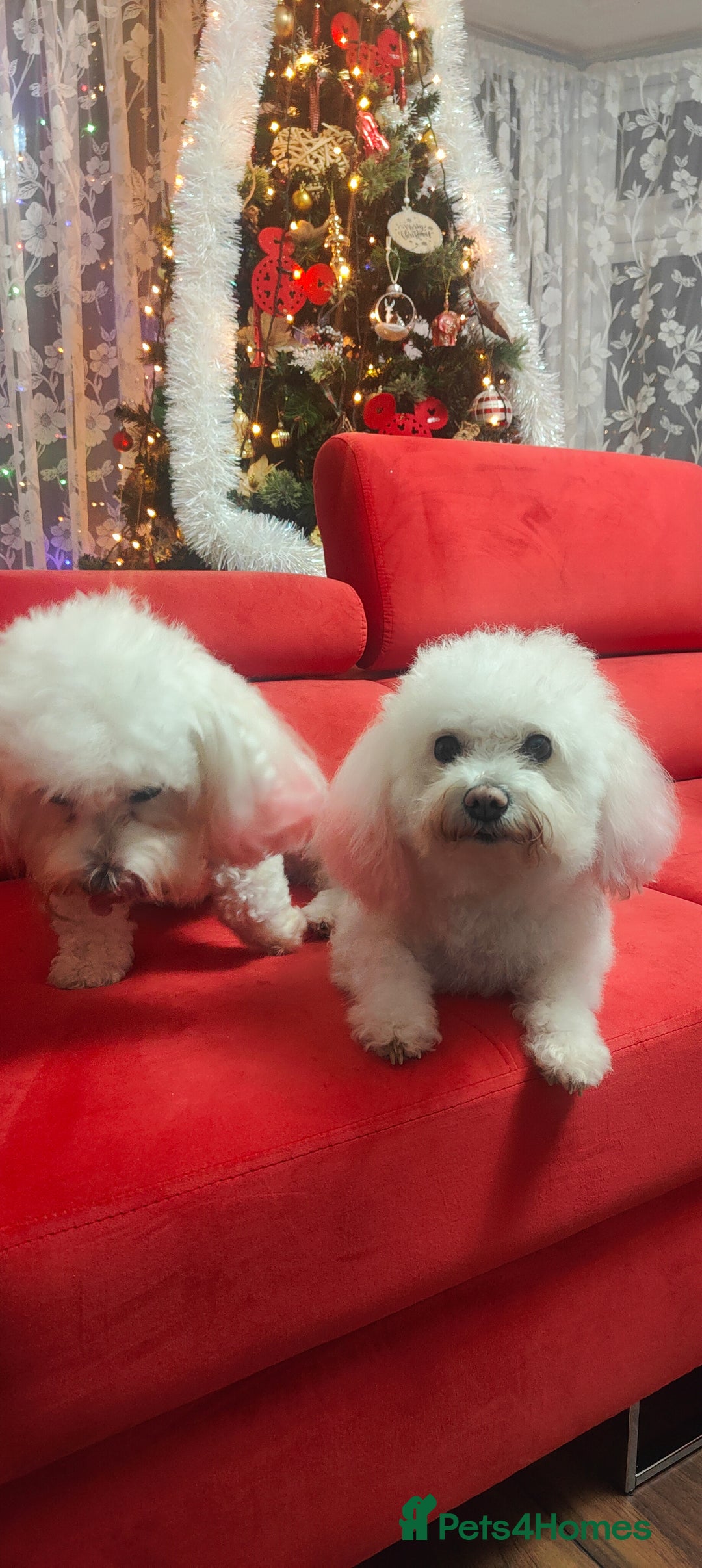 Maltese dogs for sale: Maltese  - Image 3