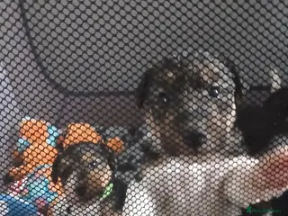 Fox Terrier dogs Beautiful wire fox terrier - Advert 1