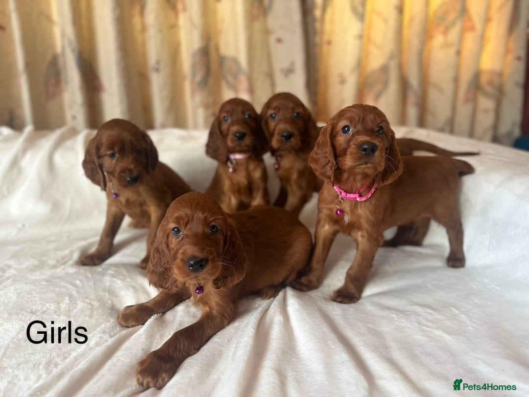 Irish Setter dogs for sale: Irish Setter Puppies 💜 - Image 5
