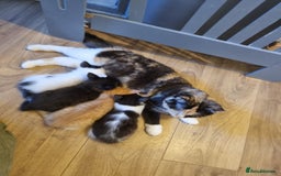 Mixed Breed cats for sale: Ragdoll Turkish angora mix  - Image 5