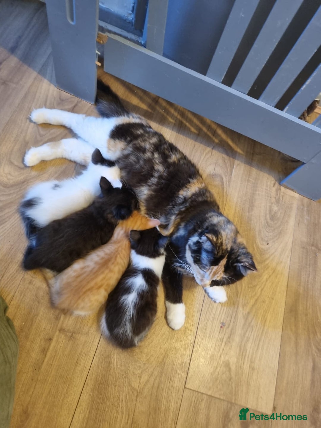 Mixed Breed cats for sale: Ragdoll Turkish angora mix  - Image 5