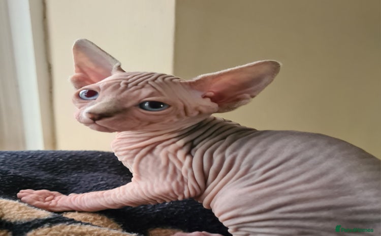 Sphynx cats - Advert 3