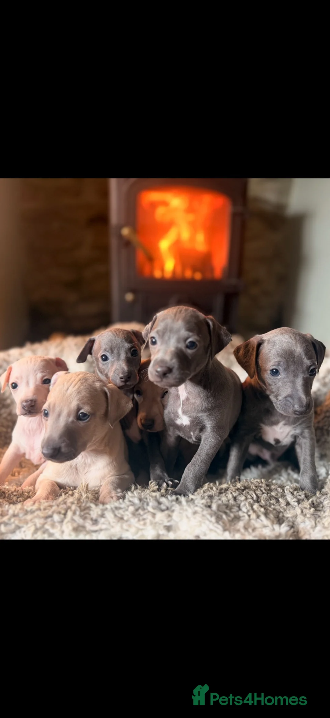 Italian Greyhound dogs for sale: Italian Greyhound Puppies —Licensed 5-Star Breeder - Advert 2