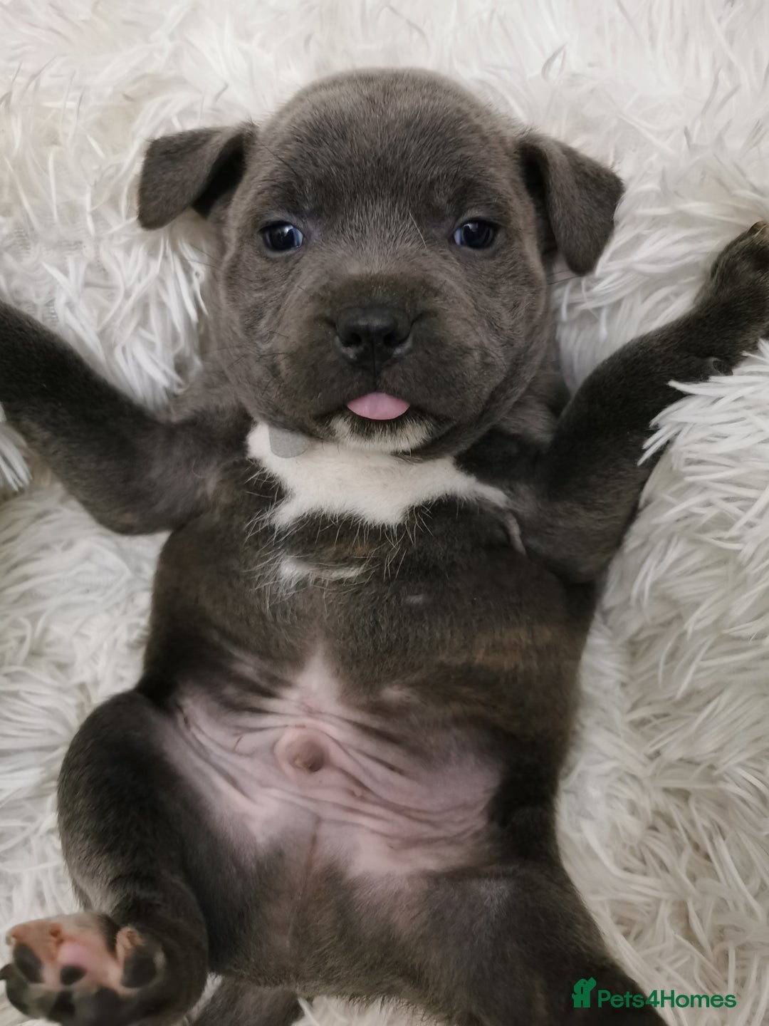 Staffordshire Bull Terrier dogs for sale: Staffordshire Bull Terrier puppies for sale  - Advert 24