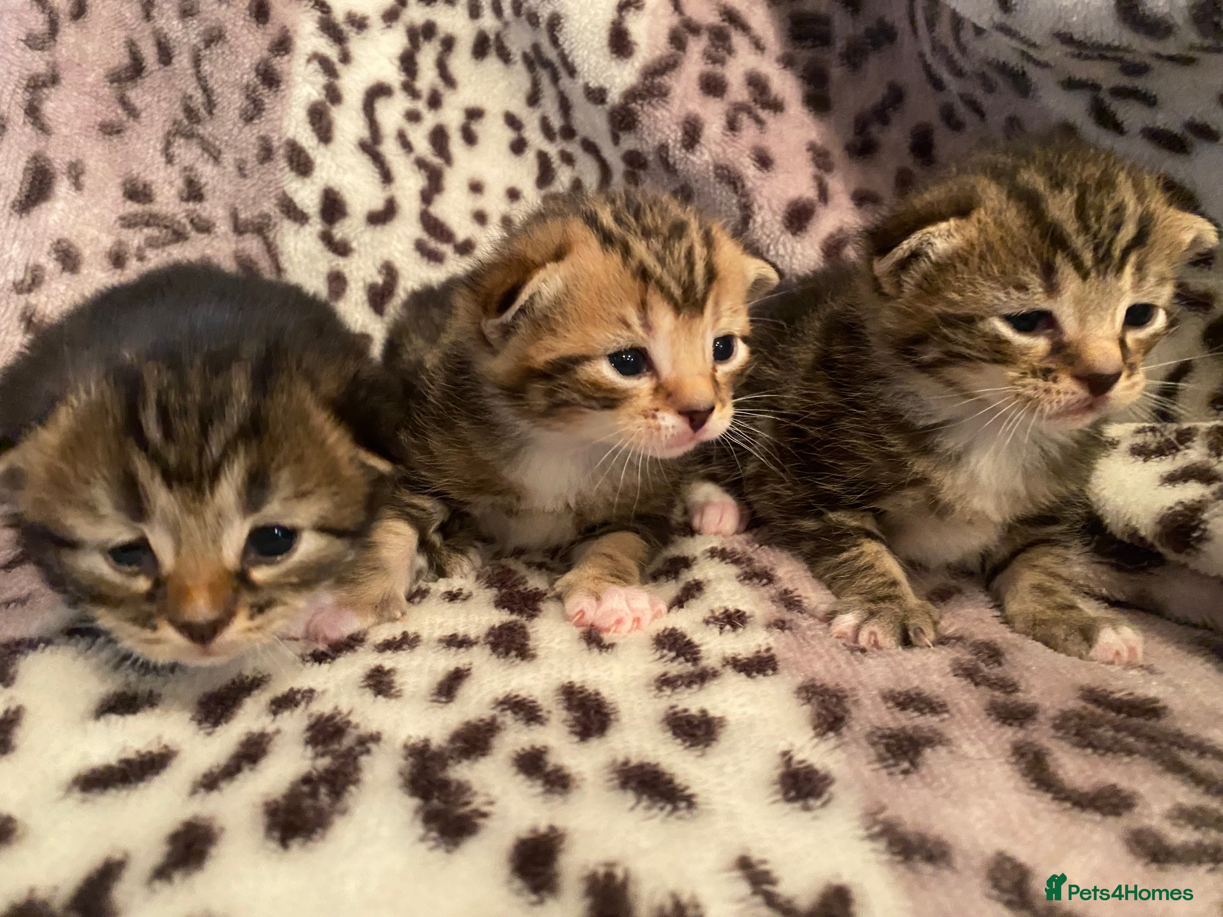 Bengal cats 4 beautiful Bengal X kittens for sale  - Advert 14