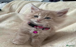 Maine Coon cats for sale: Purebred Maine Coons Ginger/Cream 2 boys, 2 girls - Image 8