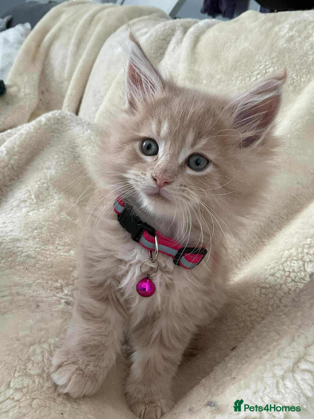 Maine Coon cats for sale: Purebred Maine Coons Ginger/Cream 2 boys, 2 girls - Image 8