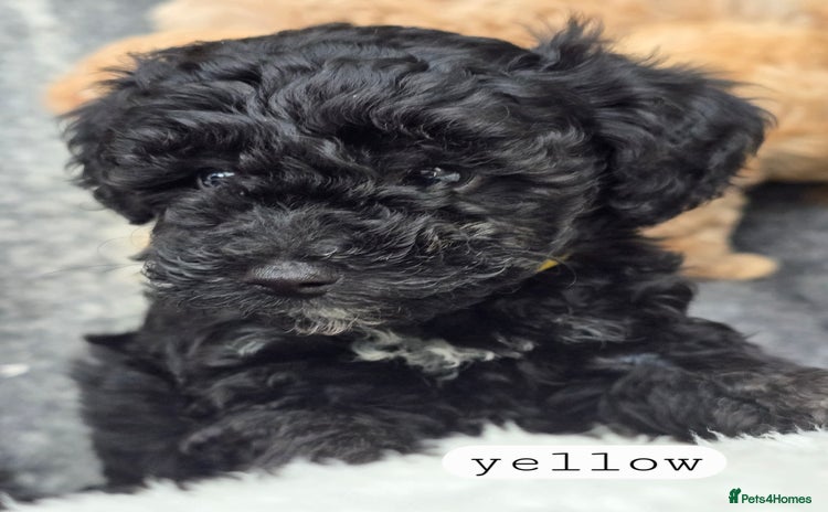 Toy Poodle dogs - Advert 16