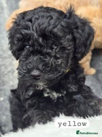 Toy Poodle dogs - Advert 9