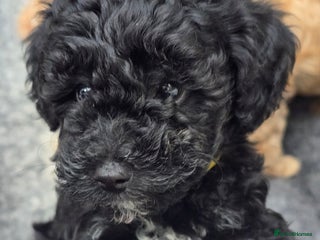 Toy Poodle dogs - Advert 4