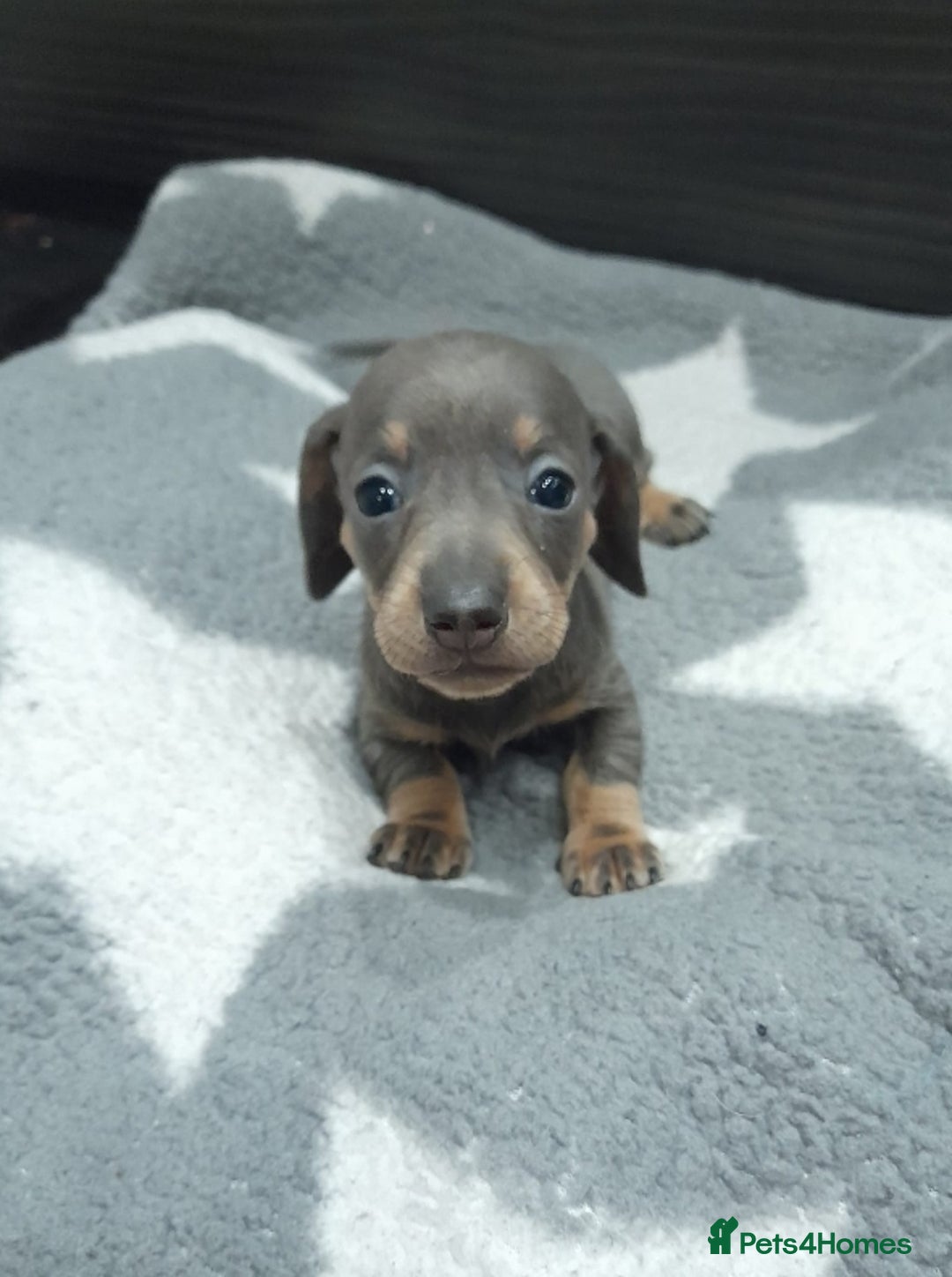 Miniature Dachshund dogs for sale: Miniature dachshund puppies  - Advert 5