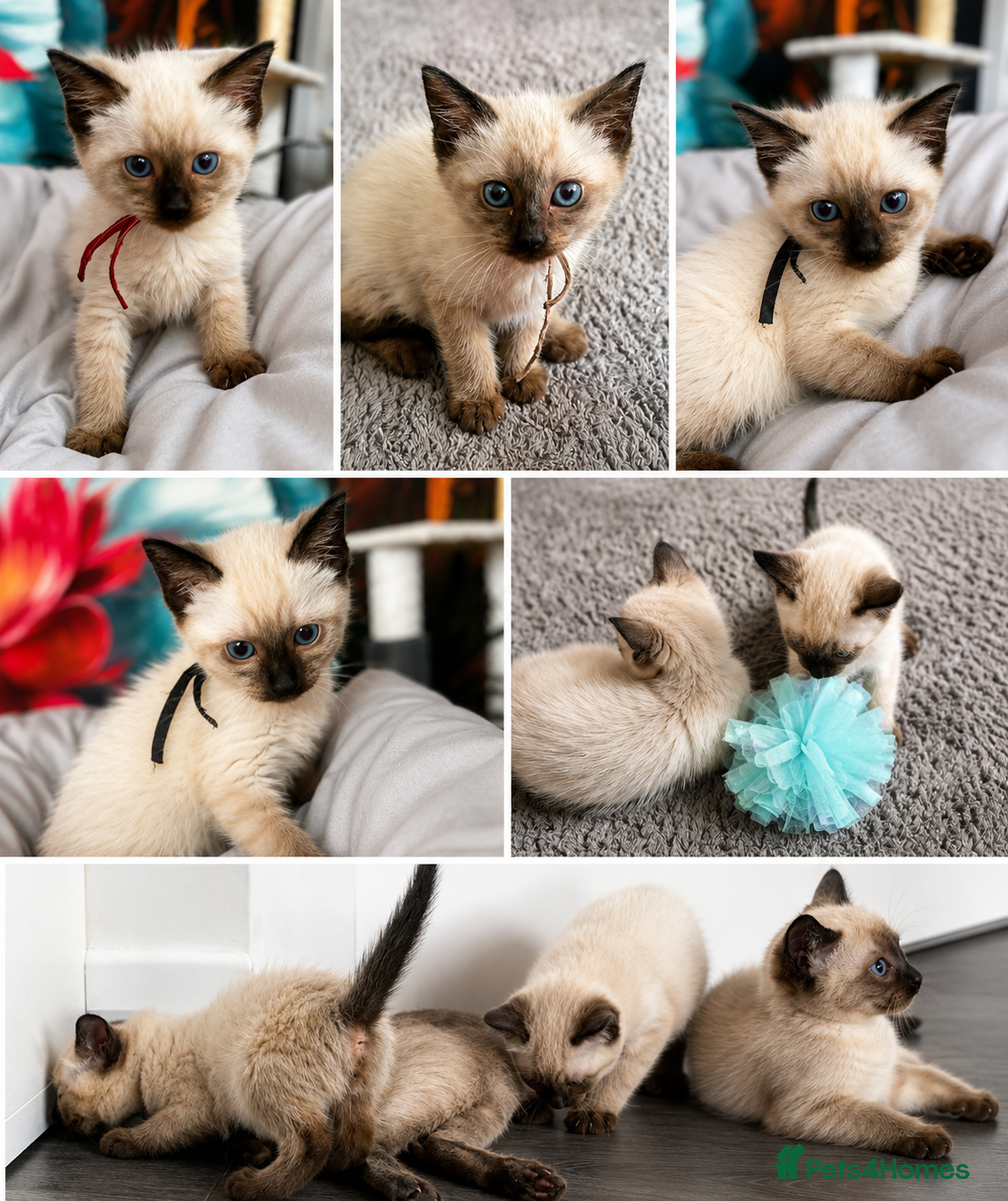 Siamese cats Stunning Siamese kittens  - Advert 1