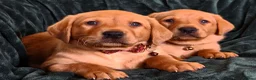 Labrador Retriever dogs for sale: ⭐⭐7 Beautiful Fox Red Labrador Pups Ready Soon!⭐⭐️ - Advert 10