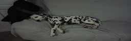 Dalmatian dogs for sale: Dalmatian puppies for sale - Advert 5