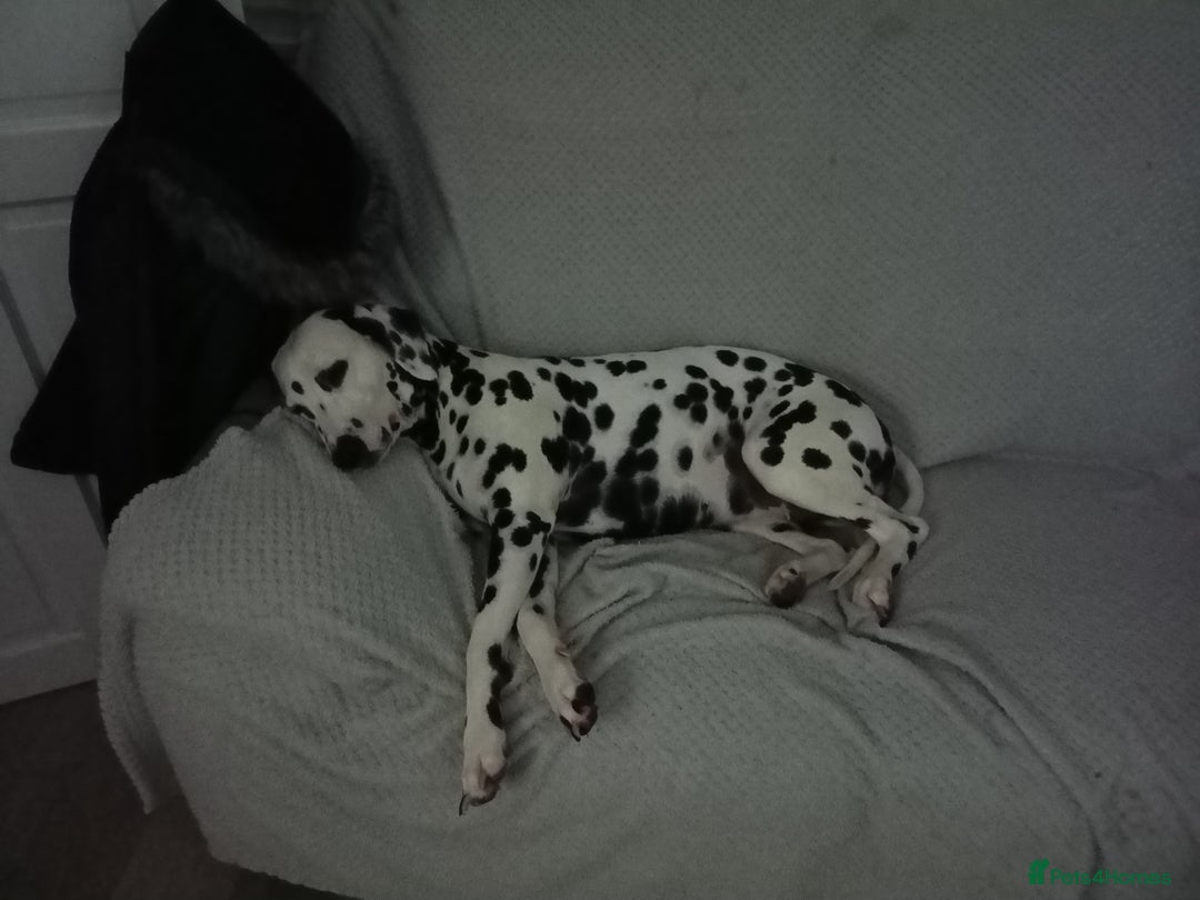 Dalmatian dogs for sale: Dalmatian puppies for sale - Advert 5