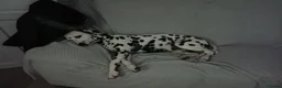 Dalmatian dogs for sale: Dalmatian puppies for sale - Advert 5