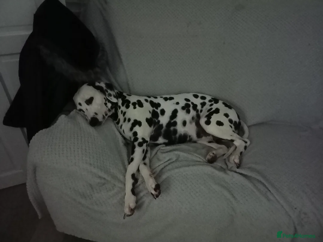Dalmatian dogs for sale: Dalmatian puppies for sale - Advert 5