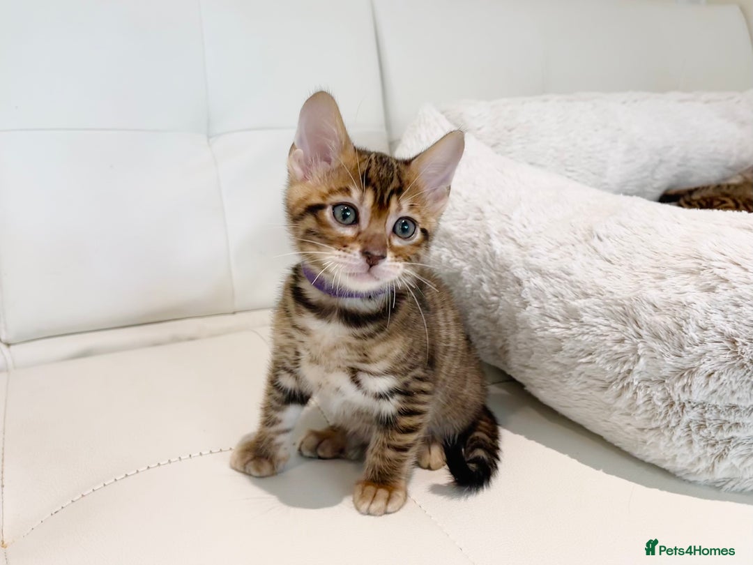 Toyger cats for sale: Full Pedigree Toyger Kittens Last Litter of 2025 - Image 21