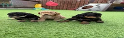Jackapoo dogs for sale: Jackapoo Puppies - Advert 6