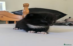 Mixed Breed cats for sale: Mixed Breed in Skipton - Image 4