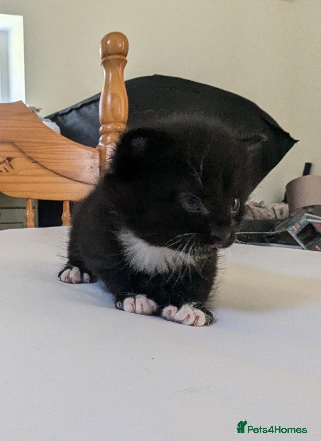 Mixed Breed cats for sale: Mixed Breed in Skipton - Image 4