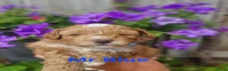 Poochon dogs for sale: Health tested beautiful poochons  - Advert 31