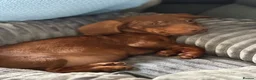 Miniature Dachshund dogs for sale: 10 week old miniature Dachshund  - Advert 7