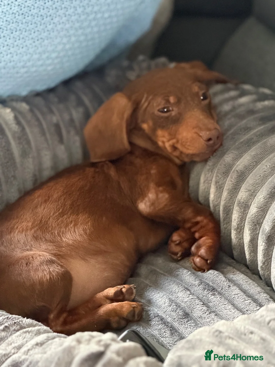 Miniature Dachshund dogs for sale: 10 week old miniature Dachshund  - Advert 7