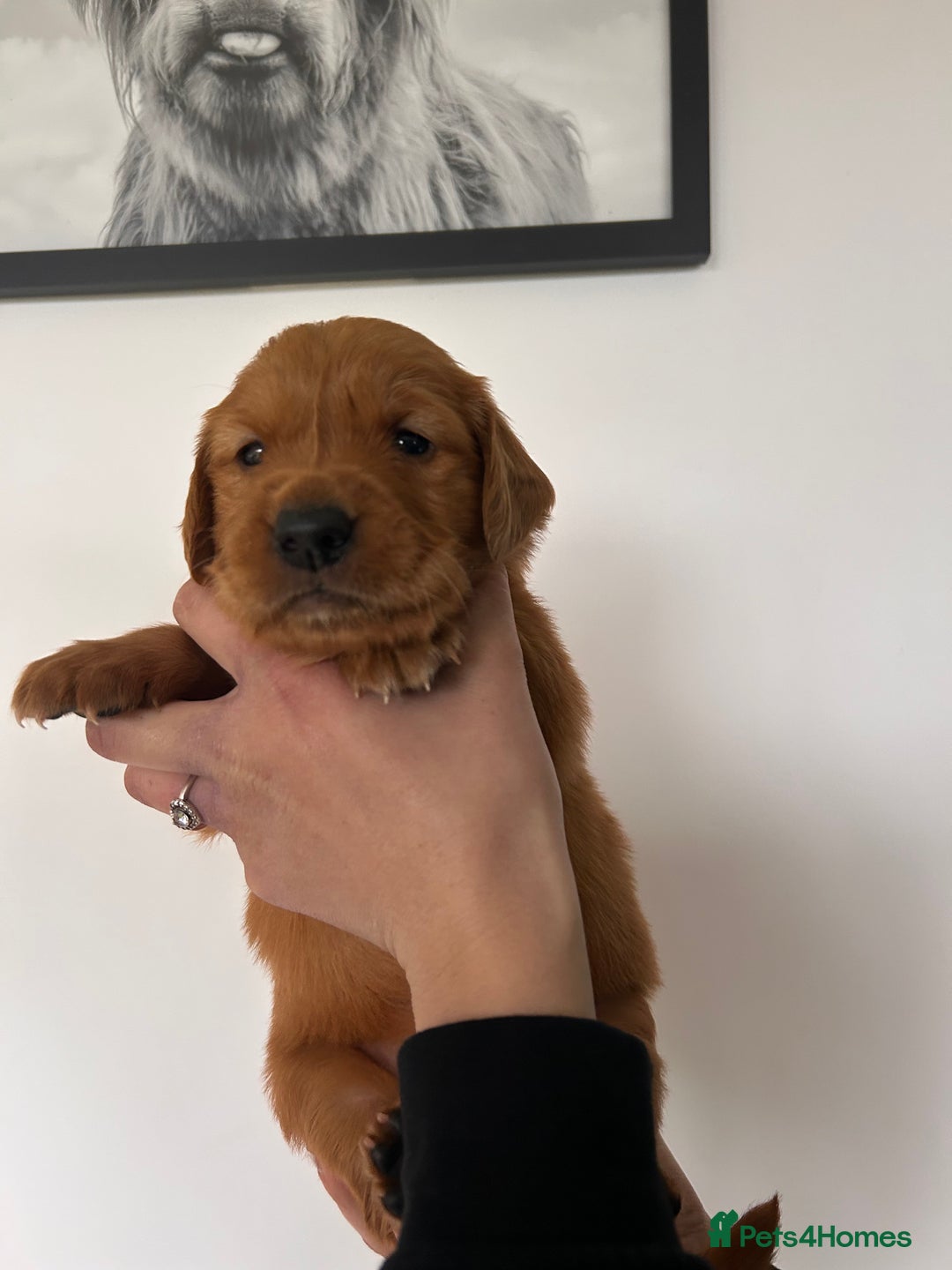 Golden Retriever dogs for sale: Dark Working Golden Retriever puppies - Advert 23