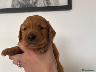 Golden Retriever dogs Dark Working Golden Retriever puppies - Advert 1