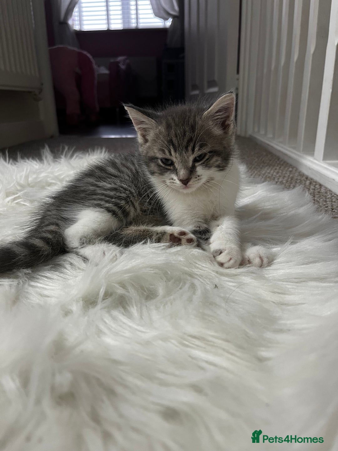 Mixed Breed cats for sale: Beautiful kittens available now  - Image 5