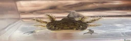 Axolotl reptiles for sale: Baby axolotls  - Advert 1