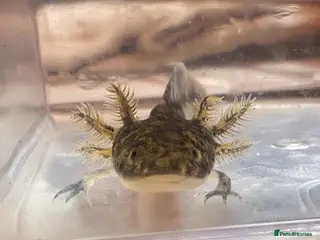 Axolotl reptiles Baby axolotls - Advert 17