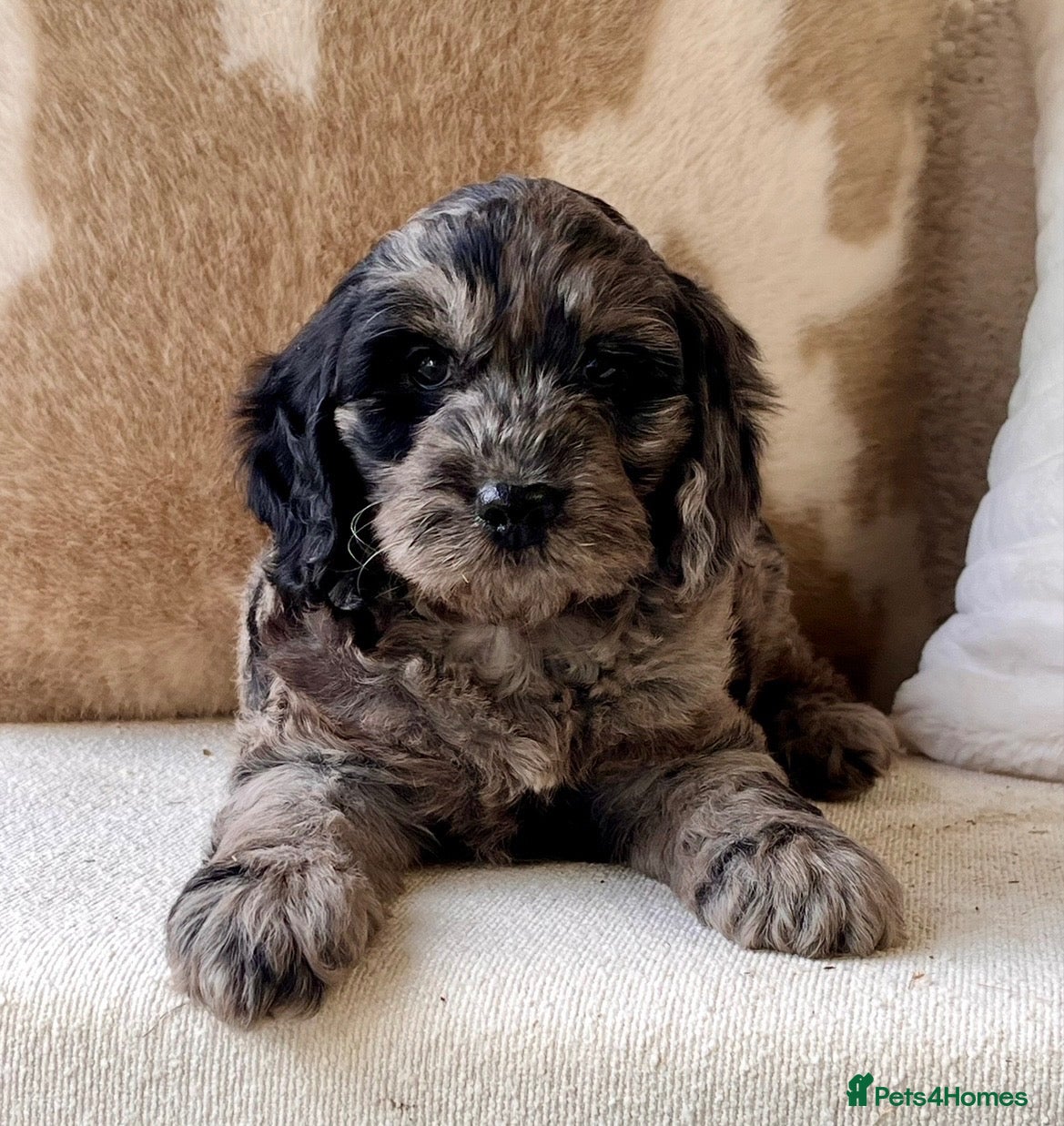 Cockapoo dogs Beautiful Cockapoo puppies  - Advert 1