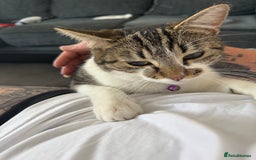 Mixed Breed cats for sale: 5 female kittens for sale  - Image 1