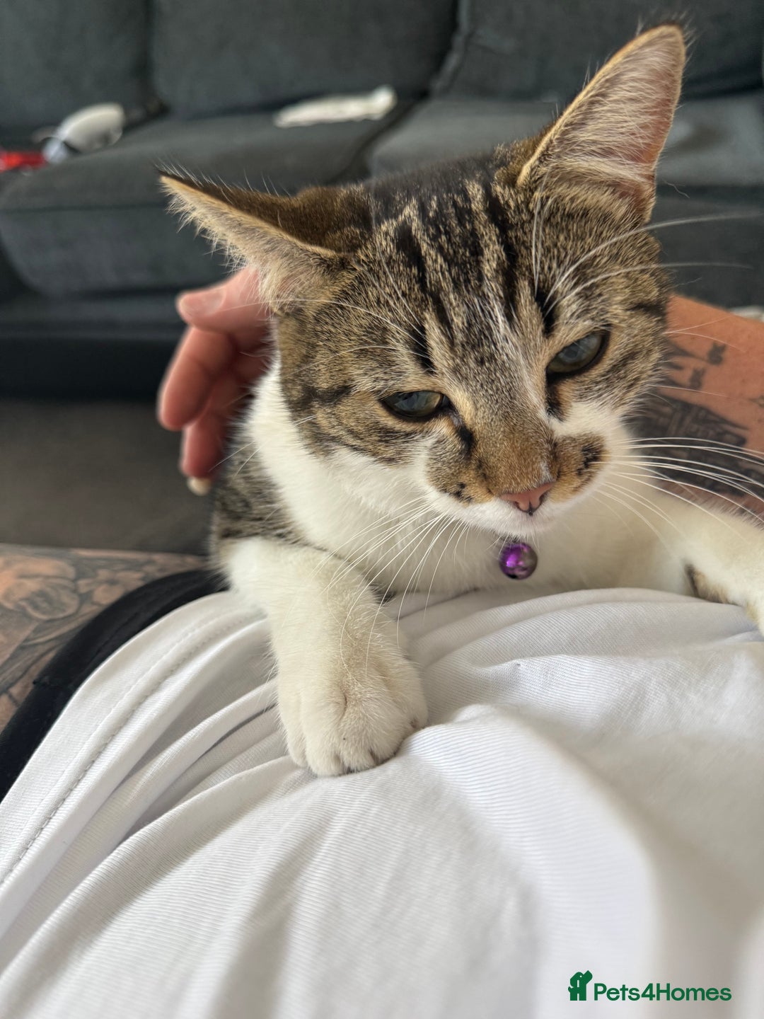 Mixed Breed cats for sale: 5 female kittens for sale  - Image 1