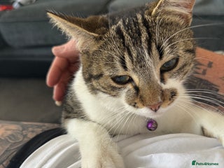 Mixed Breed cats - Advert 1