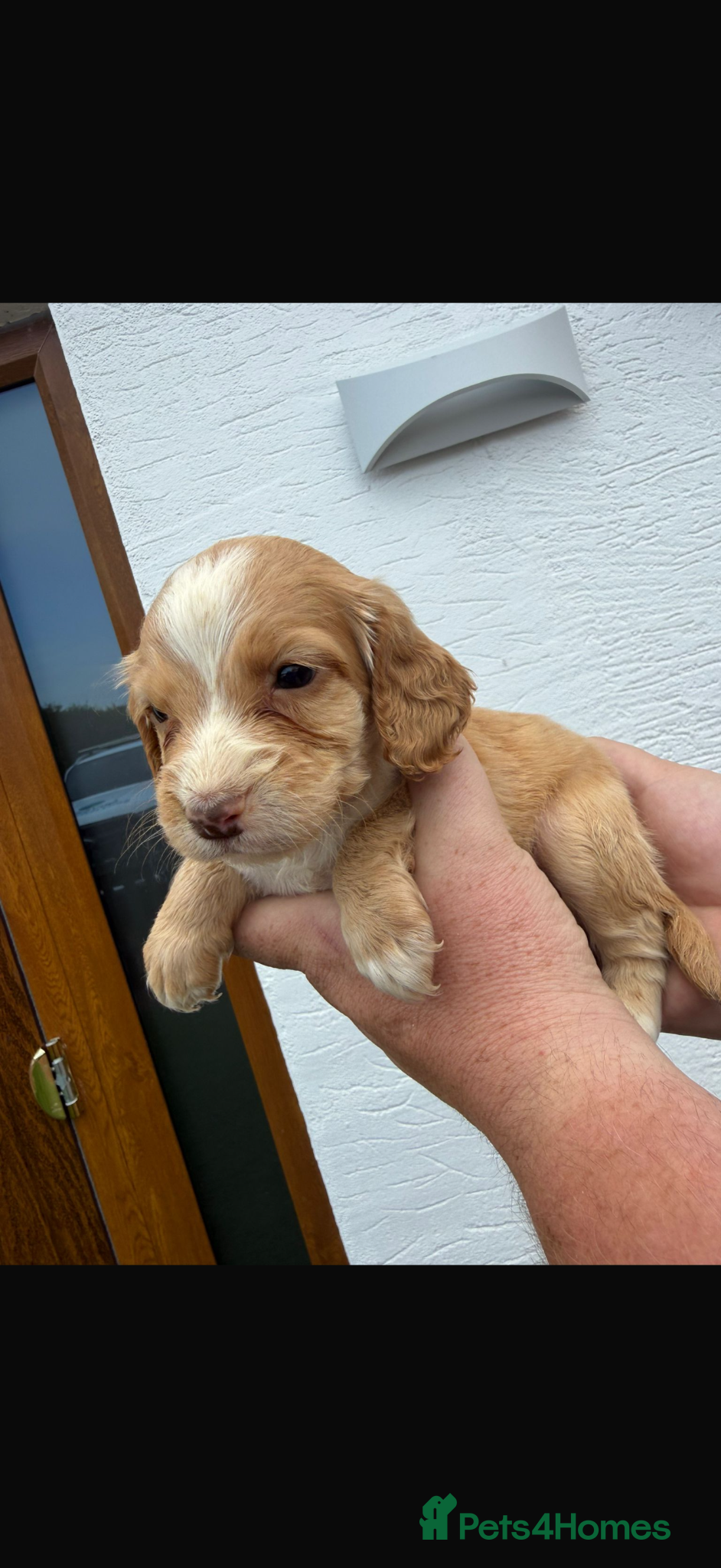 Cocker Spaniel dogs for sale: Cocker spaniel puppies  - Advert 5