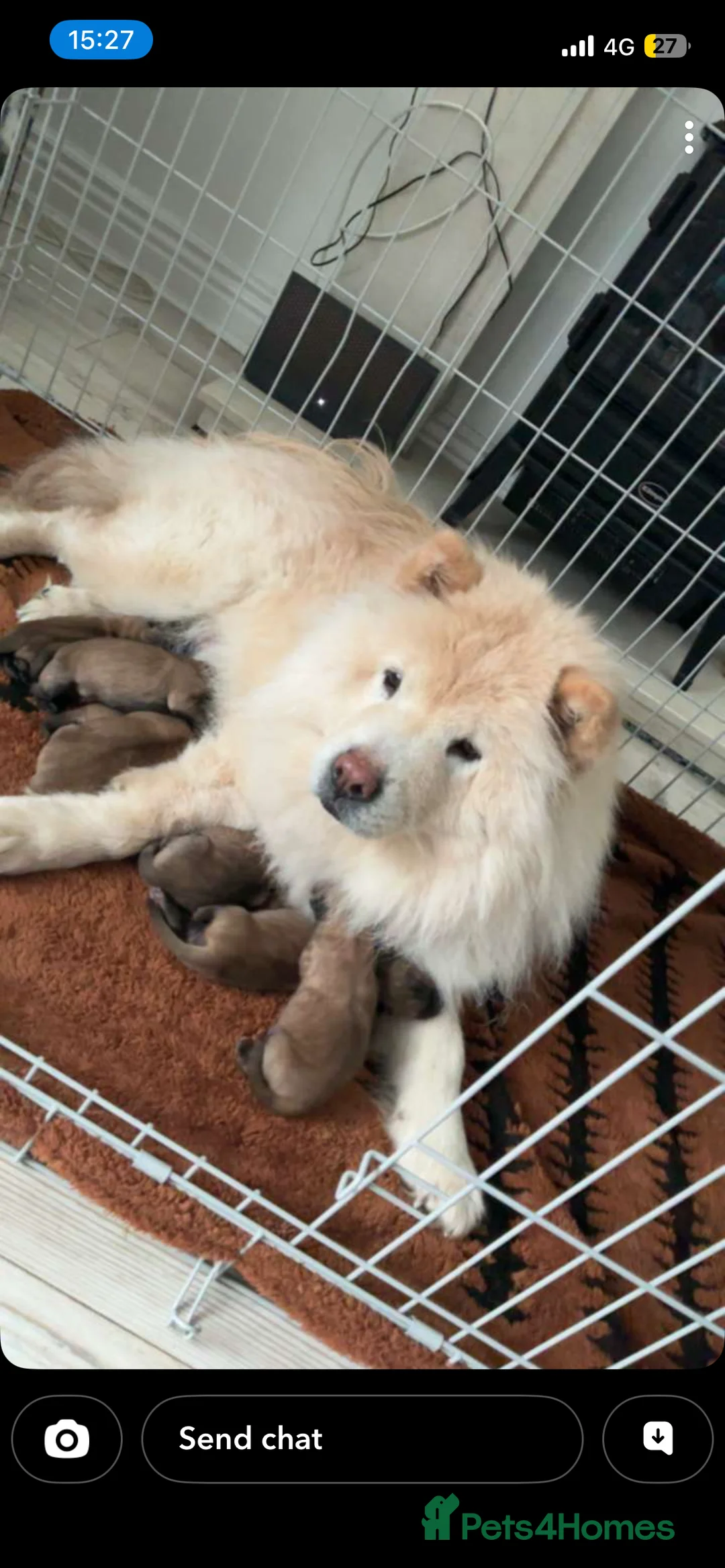 Mixed Breed dogs for sale: 🐶 chow chow x Belgian maliniois🐶 in Solihull - Advert 1