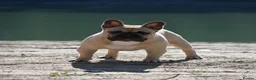 French Bulldog dogs for sale: 🏆KC French Bulldog Puppies🏆 - Advert 26