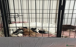 Sprocker dogs for sale: 5 beautiful little sprockers - Image 7