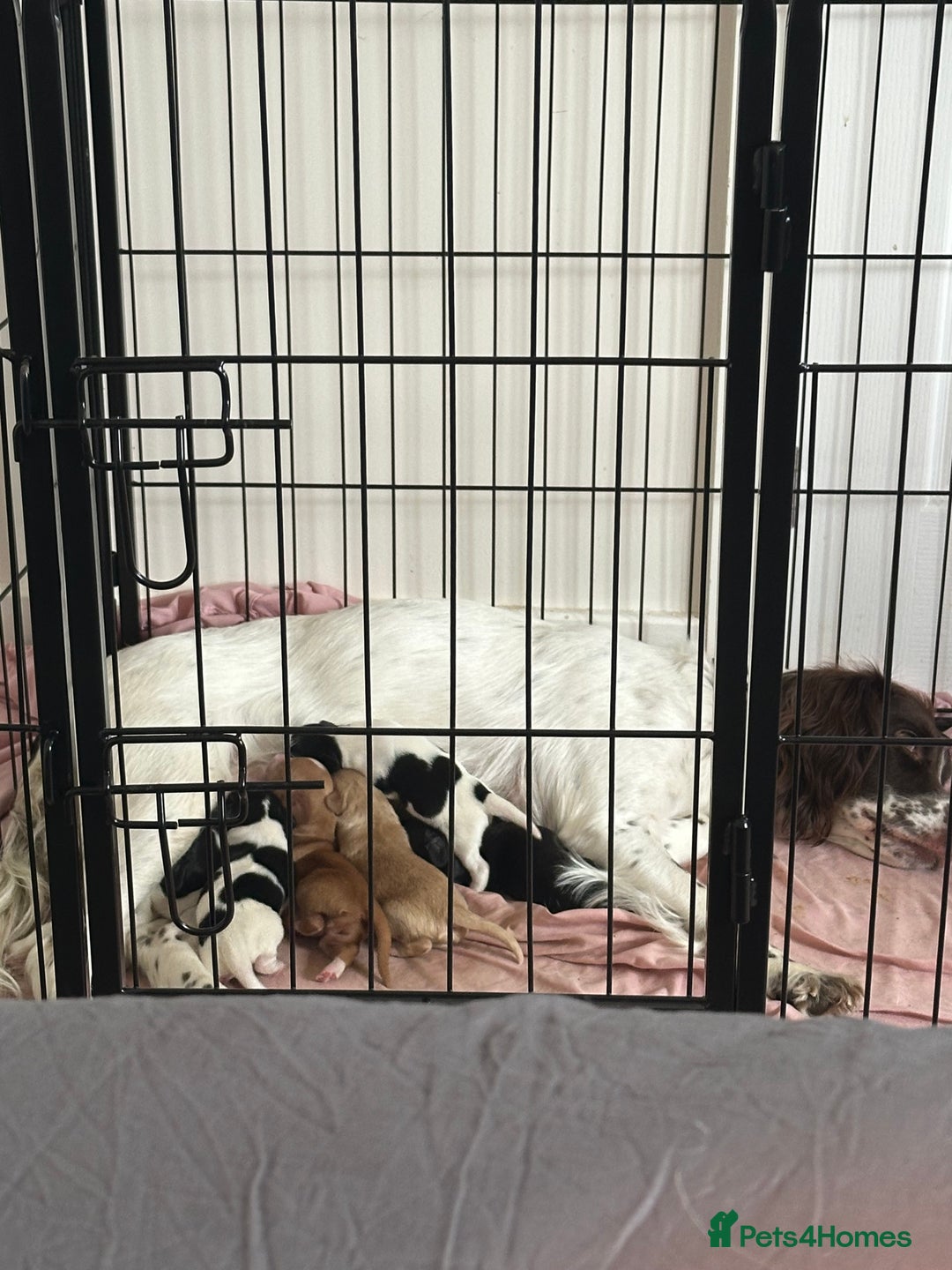 Sprocker dogs for sale: 5 beautiful little sprockers - Image 7