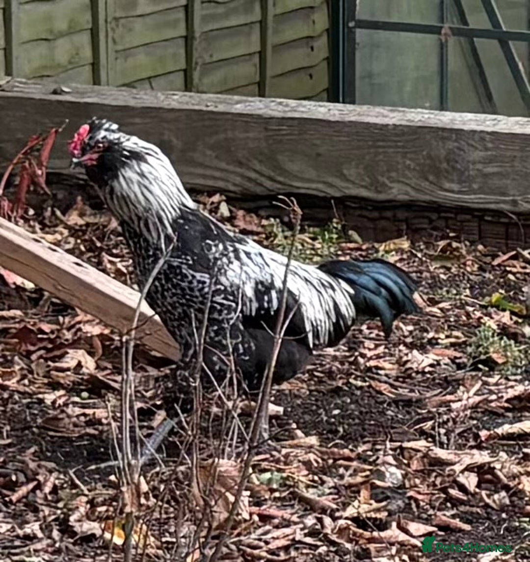 Mixed Breed livestock for sale: Cockerel - Image 1